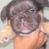 3 Fluffy Frenchies Available