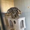Asian leopard proven male breeder 