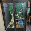 Sailfin Dragon and Enclosure
