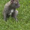 Blue brindle AKC male puppy 