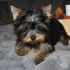 Missouri Yorkies has Teacup and Small Yorkie Puppies for sale near St. louis