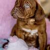 French Mastiff puppies 