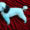 CKC Toy Poodles coming soon 