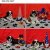 Adorable shih-tzu puppys 