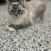 Tica registered female Ragdoll seal lynx female two years old .