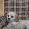 Cavachon
