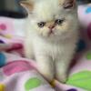 Exotic shorthair Flame point blue eyes 13 weeks Neutered 