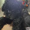 Toy, poodle puppies