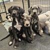 AKC Great Dane Puppies