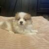 Beautiful Pomeranian Puppies – Ready Next Week