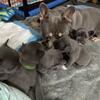 Blue Frenchie 6 weeks old for sale