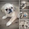 Pekinese 