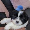 🐶 Adorable (Shih Tzu × Poodle mix) Puppies – 7 Weeks – Tiny Size!Si 