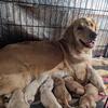 Gorgeous Golden Retriever Pups for Sale
