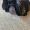 Holland lop/ lion lops 