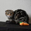 Beautiful Male Scottish Fold Kitten 