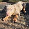 Merle XL American Bully Puppies – Top-Tier Bloodline!