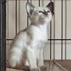 Gotier Savannahs Son Siamese Seal Point