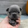 Juliet -Lilac Female- French Bulldog for sale- KY bluegrass frenchie