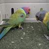 Plum head pair 