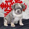 Niles Male Fluffy French Bulldog