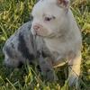 Merle Boston terrier pups 