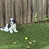 5 month old maltipoo