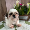 Shih tzu female 