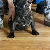 French bulldog male