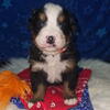 Bernese Mountain Dog puppies 
