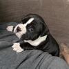 1 Female American Bully (pocket)
