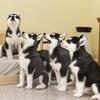 Registered Pure Bred Siberian Husky Puppies 