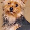 Yorkie stud NOT 4 SALE