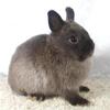 Purebred Netherland Dwarf Bunny Rabbit Siamese Sable Doe