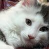 Maine Coon Kittens Available