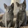 Russian Blue kittens 