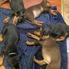 European Doberman puppies