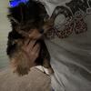 Toy Yorkie Male Named Yogi Bear