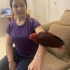Female eclectus 