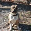 Merle American Bully male