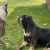 Staffy Cross American Bully Puppies