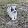 Great Pyrenees puppies 