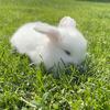 Holland lop bunny