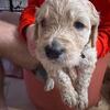 Beautiful F1 Goldendoodle puppies