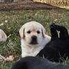 English Lab puppies 