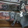 Beautiful Blue Nose American Pitbull Terrier Puppies- ODU/Norfolk Naval Base Area