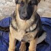 AKC German Shepherd Puppies