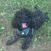 Toy Poodle Young Adult