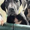 AKC Great Dane Female Yellow Collar