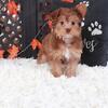 Suzie-Q Gorgeous Female Yorkie-poo Puppy